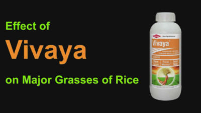 Vivaya Timelapse English