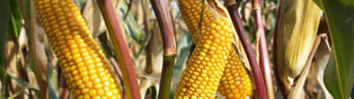 Website_header_P7034