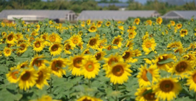 Sunflower Safety Video