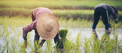 Farmers_transplant_rice_seedlings_in_rice_field
