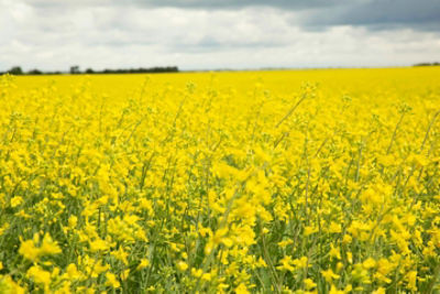 OSR field