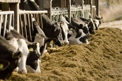 Silage