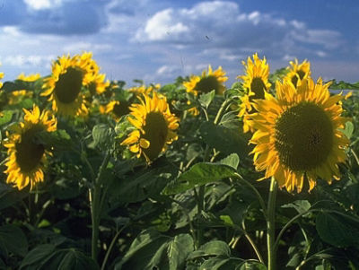 Web_Hero_Carousel-sunflowers