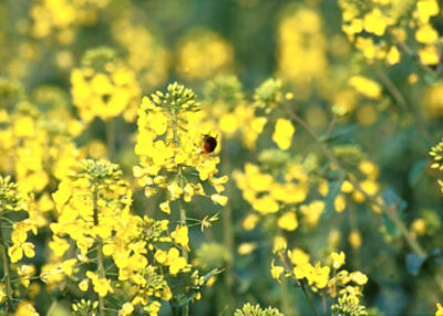 LaDiva™ gyomirtó szer