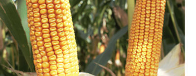 Website-header-P82.703