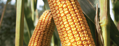 Website-header-P82.703_b