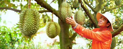 Crop field sunrise on horizon