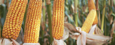 Website_header_P8086