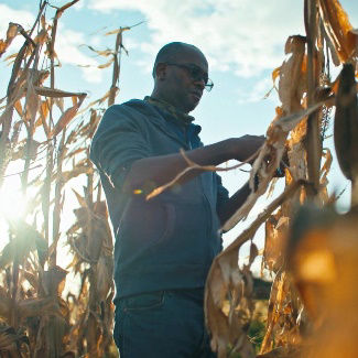 What’s the Weather? How Heat Stress Impacts Yield