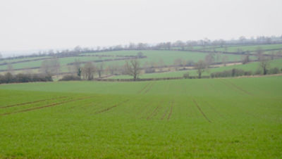 Wheat field January