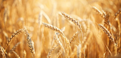 Wheat-field-Rural-Scenery-under-Shining