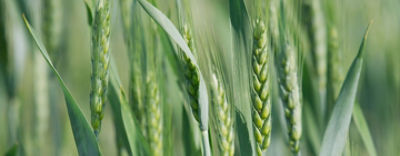 WirtuozTrioParticlePRcover