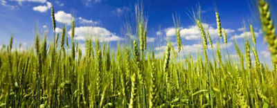 Wirtuozpressreleasecover