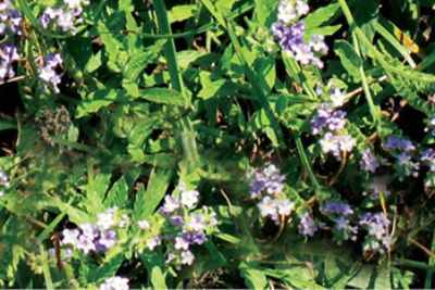 Blue Heliotrope