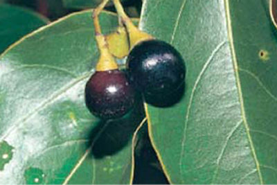 Camphor