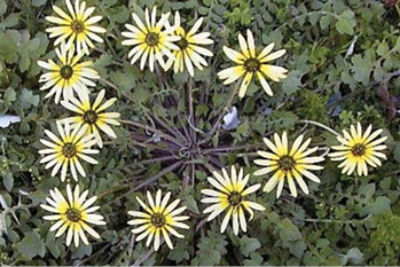 capeweed