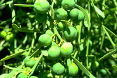 Lime bush