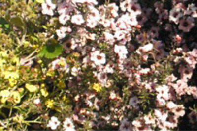 Manuka