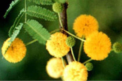 Mimosa