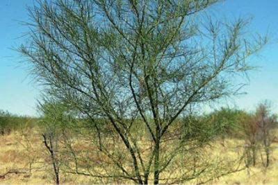 Parkinsonia