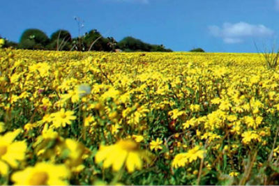 Ragwort