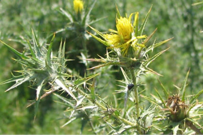 Thistles