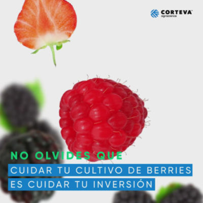 YDRAY-Berries-7