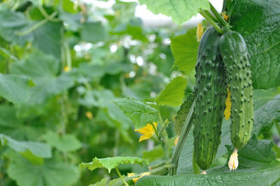 Zorvec homepage header image.jpg