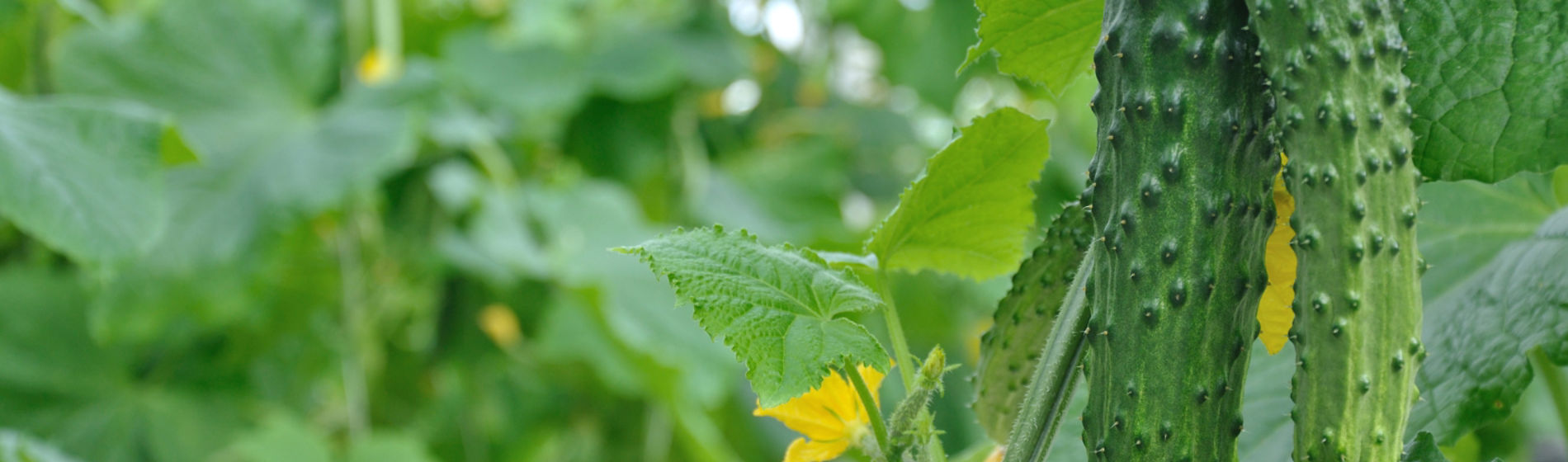 Zorvec homepage header image.jpg