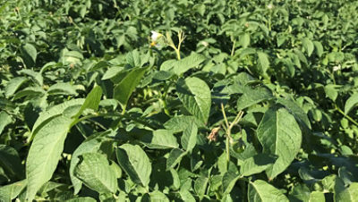 Aardappels_na_de_bloei