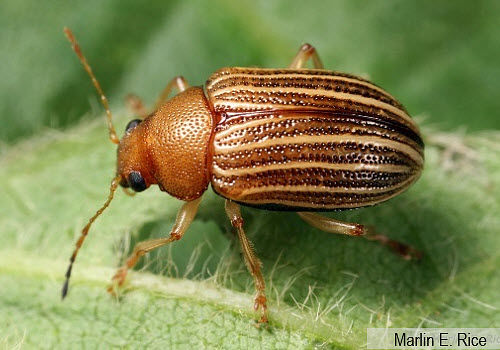 This is a photo of a Grape colaspis adult feeding on a soybean leaf.