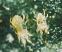 Two-spotted spider mite adult and nymph.