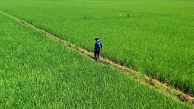 farmer in the middle of the rice field