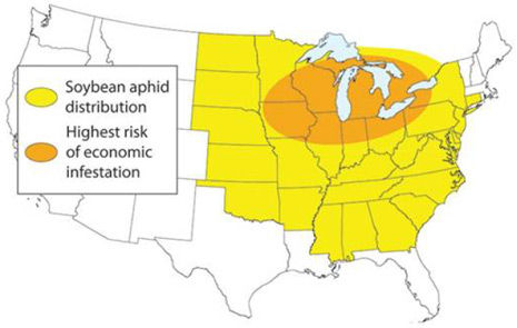Soybean aphid highest risk of economic infestation.