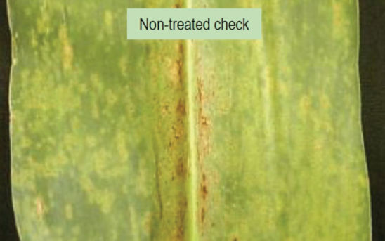 Non-treated corn leaf with southern rust.