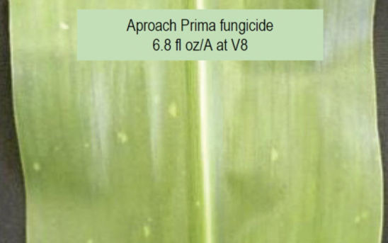 Corn leaf with southern rust that has been treated with Aproach Prima fungicide 6.8 fl oz/A at V8.