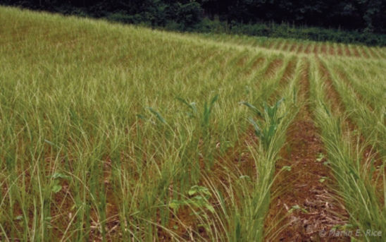 Injury to corn from armyworm in southern Iowa.