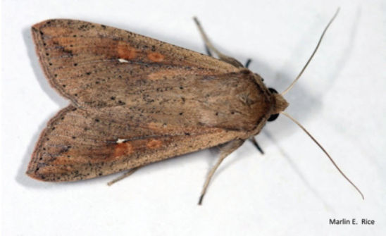 Adult armyworm moth