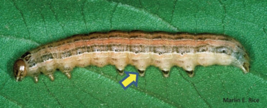 Armyworm larva