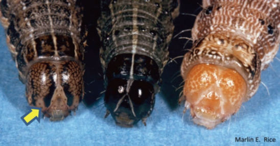 Side-by-side comparison of armyworm