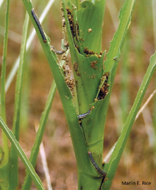 Severe corn plant defoliation from armyworm.