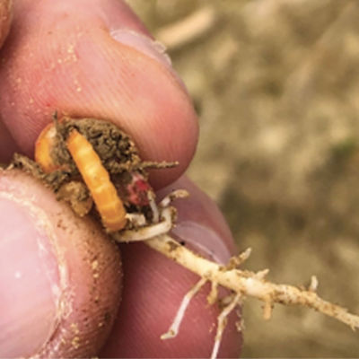 Attaque de taupin sur semence en cours de germination