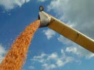 Corn flowing though auger.