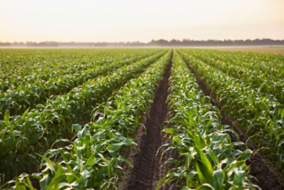 Katalog odmiany kukurydzy na rok 2024