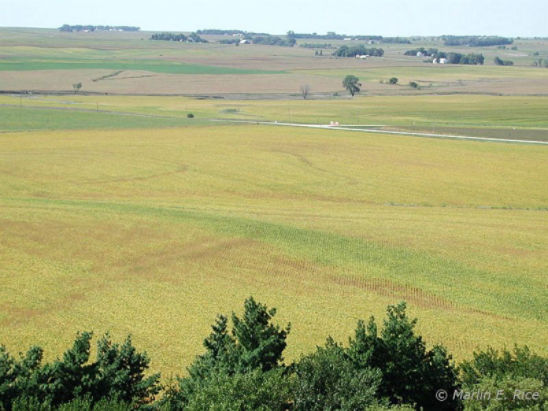 Soybean field - Area of green stem.