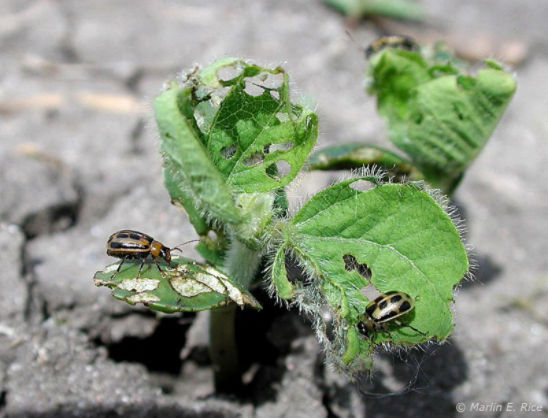 Adult bean leaf beetles feeding on soybean leaves.