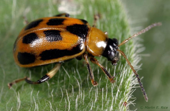 Bean leaf beetle adult