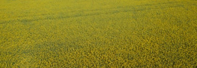 Canola Field