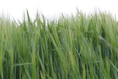 INNOWACJA – jeden produkt