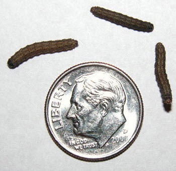 Fourth Stage Black Cutworm